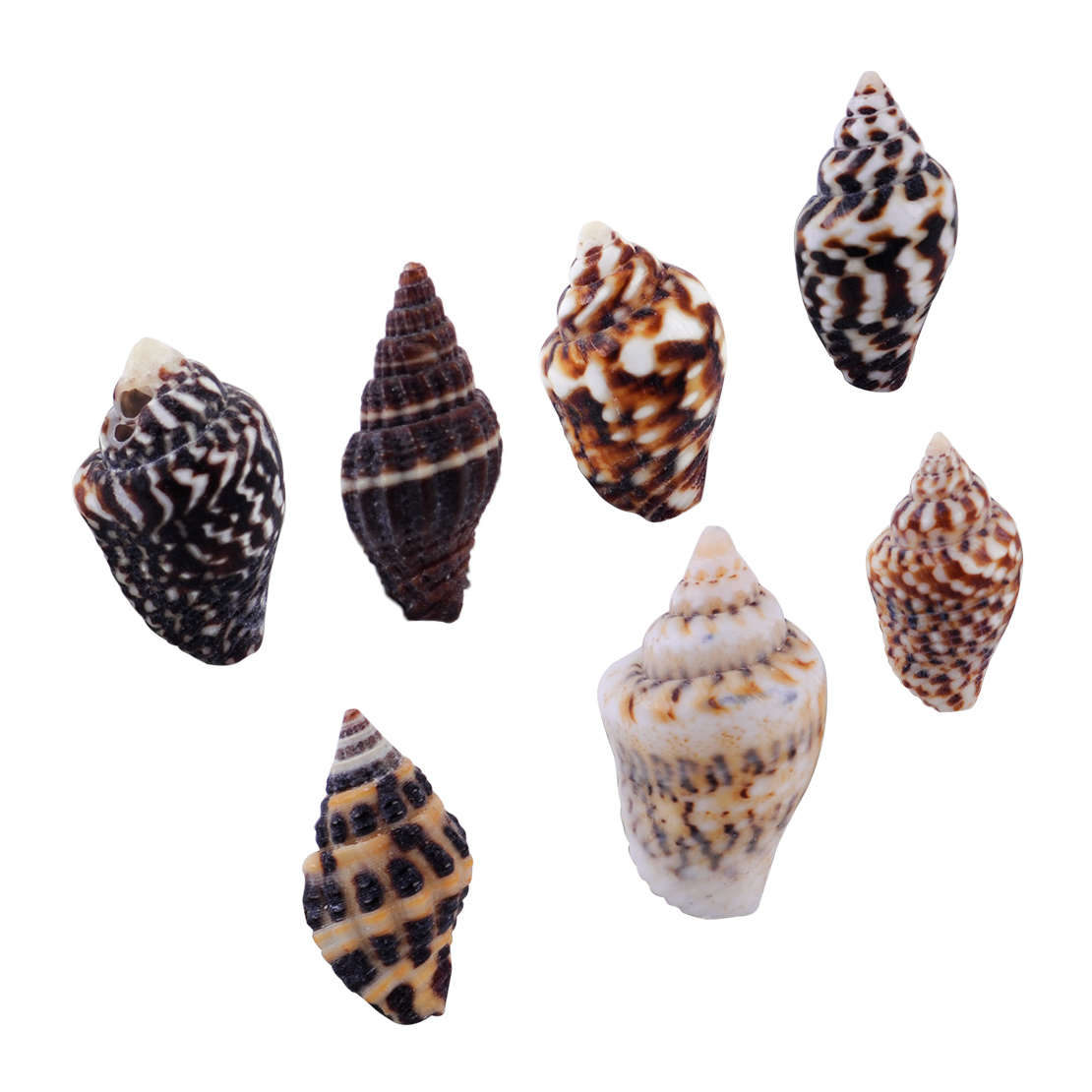 Small Sea Shells Assorted Natural Seashells Conch Crafts DIY Decoration 100g YL